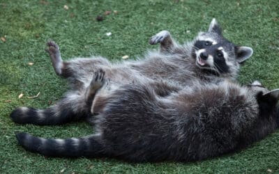 The Right Way to Stop Animals from Entering Your Chimney